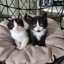 Edgar and Allen