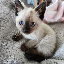 Smores