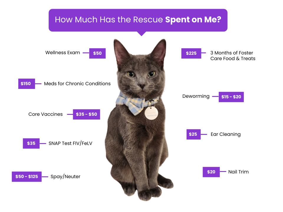Noelle's Foster Kittens Fee Graphic