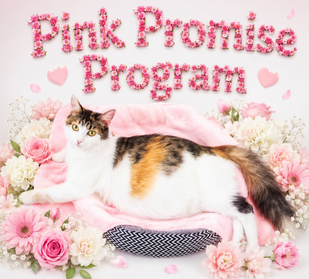 Pink Promise Program